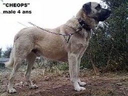 cheops_20211129_1761791582